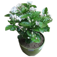 意轩带花苞 茉莉花苗白茉莉盆栽重瓣茉莉苗绿植花卉室内盆栽花卉盆栽 白茉莉【带花苞】 2年苗