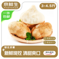 京鲜生 湖北新鲜现挖凉薯 净重3斤 单果150g+