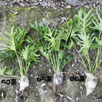 中梦 大叶春羽 春羽北欧植物水培小天使蔓绿绒春雨耐荫大叶室内绿植z5 80cm一盆两株3年龄龙鳞春羽 不含盆