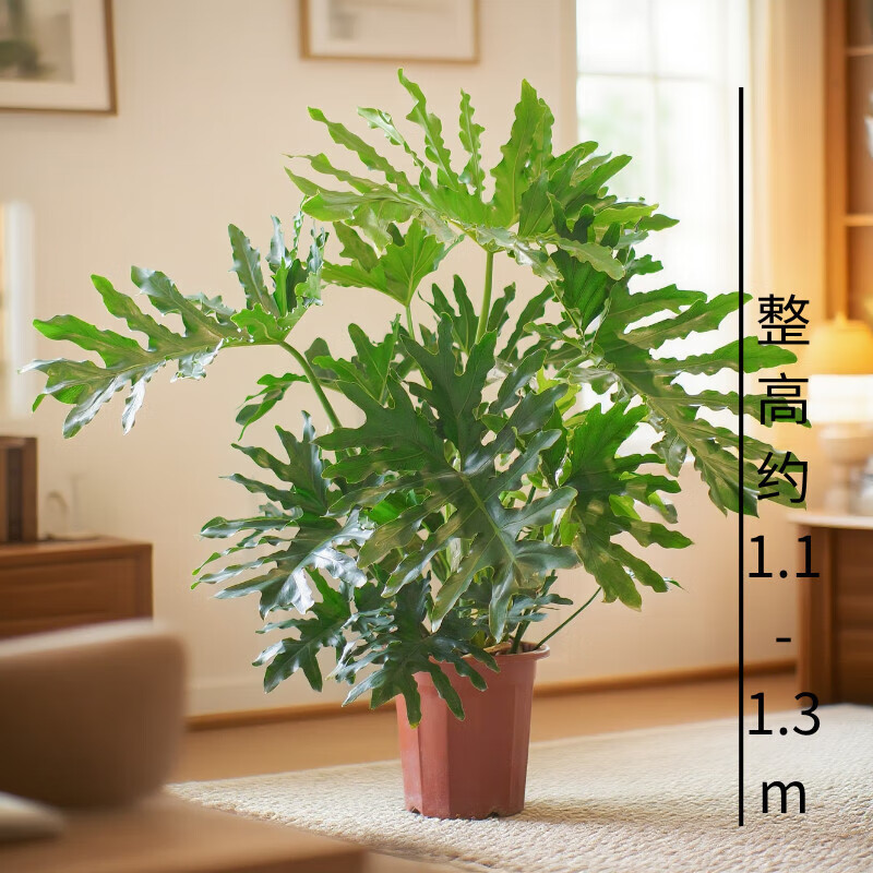 欧芽  【落地巨无霸】大叶老桩龙鳞春羽盆栽室内四季好养常青绿植 基地原盆- 老桩春羽1.1-1.3m