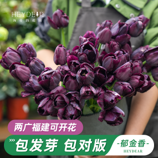 海蒂的花园 郁金香5度球阳台庭院花卉绿植盆栽裸球植物