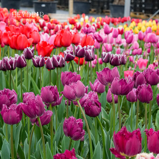海蒂的花园郁金香5度球阳台庭院花卉绿植盆栽裸球植物