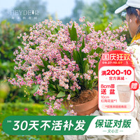 海蒂的花园梦香文心兰盆栽带花苞阳台兰花苗花卉年宵花植物
