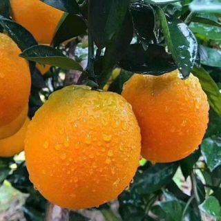 集南鲜  赣南脐橙 江西赣州手剥柑橘橙子当季新鲜水果橙子整箱礼盒 【状元橙】彩箱净9斤 220-330g 净重4.5斤特级（单果85mm+）