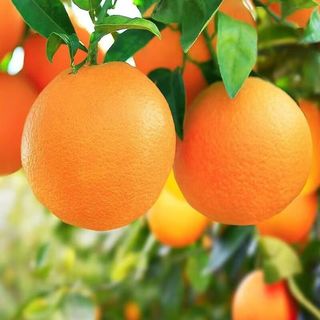 集南鲜  赣南脐橙 江西赣州手剥柑橘橙子当季新鲜水果橙子整箱礼盒 【状元橙】彩箱净9斤 220-330g 净重4.5斤特级（单果85mm+）