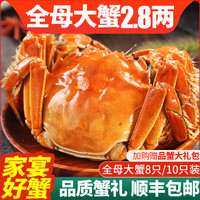 可选8/10只特大大闸蟹鲜活螃蟹精品礼盒全母河蟹