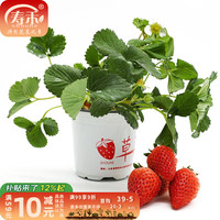 寿禾 草莓苗四季草莓大苗带土带盆栽好种子春冬季奶油苗子 奶油草莓苗 1盆