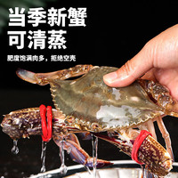 往牧梭子蟹 舟山梭子蟹 当季新蟹大螃蟹 新鲜冷冻 海蟹飞蟹 海鲜水产 【当季新蟹】大号净重4斤