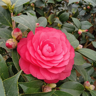 花翁山茶花盆栽不带花苞花卉植物树苗 五色赤丹（80cm高）源头直发