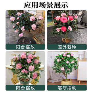 花翁山茶花盆栽不带花苞花卉植物树苗 五色赤丹（80cm高）源头直发