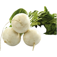 寿禾 樱桃萝卜种子盆栽蔬菜秋四季播种小红水罗卜籽寿光水果阳台套装 寿禾冰糖萝卜种子 20g