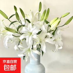 京喜 西伯利亚单瓣百合 9朵