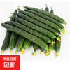 新鲜黄瓜现摘现发新鲜蔬菜生鲜可生吃炒菜非水果黄瓜 带箱 2斤