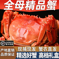 【活蟹】绝对鲜森大闸蟹特大鲜活螃蟹全母蟹中秋湖蟹含绳 精选大闸蟹*全母蟹2.0-2.3两8只