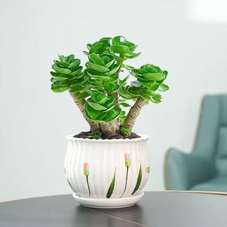 花语笙默金钱木老桩盆栽多肉植物好养原盆土花卉绿植办公室防辐射四季常绿 【财运来】金钱木幼苗3-4cm