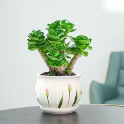 花语笙默 金钱木幼苗 多肉植物 3-4cm 绿植