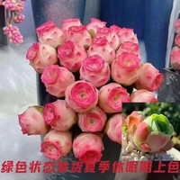 忆润蝶 水蜜桃玫瑰 多肉植物 3cm 夏季变粉