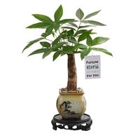 八芽盆栽发财树植物室内禅意招财树盆景办公室桌面绿植源头直发 单粗杆发财树-山居盆-大密胺托盘 含盆