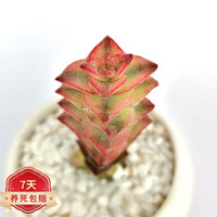 草庄 樱之恋   多肉植物吉娃娃吉娃莲多肉超萌肉肉易爆盆办公室花卉绿 十字星锦5-6CM高