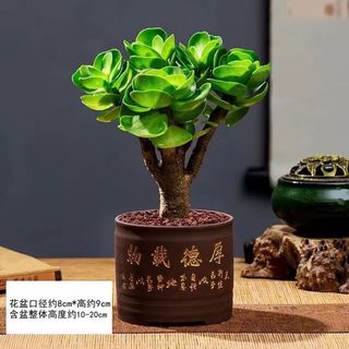 花语笙默金钱木老桩盆栽多肉植物好养原盆土花卉绿植办公室防辐射四季常绿 【财运来】金钱木幼苗3-4cm