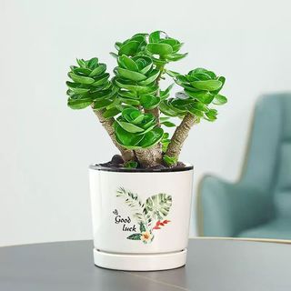花语笙默金钱木老桩盆栽多肉植物好养原盆土花卉绿植办公室防辐射四季常绿 【财运来】金钱木幼苗3-4cm