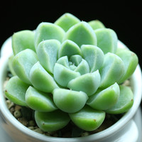 壹分皿多肉植物单头小盆集合 肉肉室内花卉盆栽迷你绿植阳台 厚叶月影单头（50#盆）