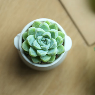 壹分皿多肉植物单头小盆集合 肉肉室内花卉盆栽迷你绿植阳台 厚叶月影单头（50#盆）