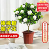 京云梦 栀子花盆栽 30cm独杆栀子花+原盆