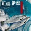 京鲜送新疆三文鱼刺身大腹中段冰鲜速冻切片国产三文鱼整条即食海鲜现切 5斤 -6斤整条三文鱼不开片杀好