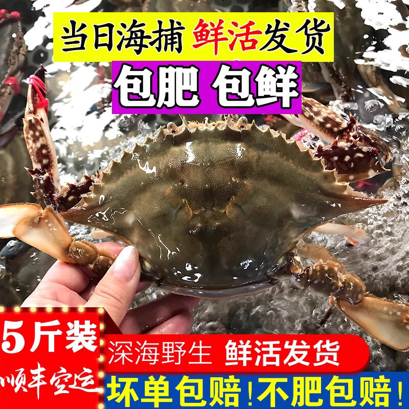 梭子蟹鲜活野生莱州大烟台新鲜海蟹水产飞蟹公蟹白蟹蟹类 鲜活梭子蟹礼盒 10只