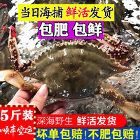 梭子蟹鲜活特大野生莱州大螃蟹烟台新鲜海蟹水产飞蟹公蟹白蟹蟹类 鲜活梭子蟹礼盒 10只5-6两/只