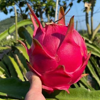 家庭农场金都一号红心火龙果新鲜红肉火龙果水果 带箱5斤 中果（约3个/斤）