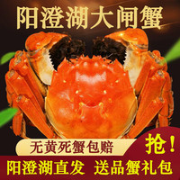 【活蟹】阳澄靖壹阳澄湖大闸蟹 现货鲜活大螃蟹 生鲜礼盒