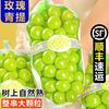 嵋岭林翔 山西 阳光玫瑰葡萄 1.7斤