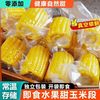 水果玉米半截玉米开袋即食 鲜玉米15-19段整箱3斤
