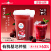扬百利 yumberry Youngberry 扬百利 冰杨梅汁饮料380ml*6瓶