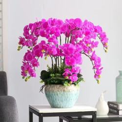 御春阁 蝴蝶兰花苗盆栽室内观花植物桌面阳台年宵花卉四季开花绿植花卉 紫蝶蝴蝶兰+透明原盆+原土