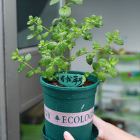 寿禾 柠檬薄荷种子 1000粒 不含盆