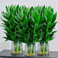 康果圆 观音竹 2株 水培裸根 送营养液