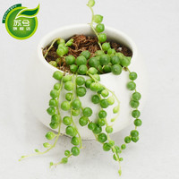 苏兮 精选24款多肉植物 肉肉办公室桌面迷你小盆景 多款创意组合绿植 裸根不含盆 佛珠吊兰 单颗 不含盆