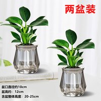 爱琴湾 金钻绿植物公主甲醛盆栽2个灰多边钻石吸水盆+2份吸毒王 整体高度20-25/单株绿公主