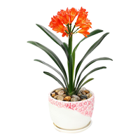 御春阁 蝴蝶兰花苗盆栽室内观花植物桌面阳台年宵花卉四季开花绿植花卉 紫蝶蝴蝶兰+透明原盆+原土