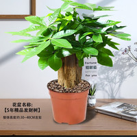 阳净【陶瓷盆】发财树盆栽他批室内植物大棵客厅招财植物前台绿植乔迁 【5年精品】S级三杆发财树(原盆+招财吊牌)