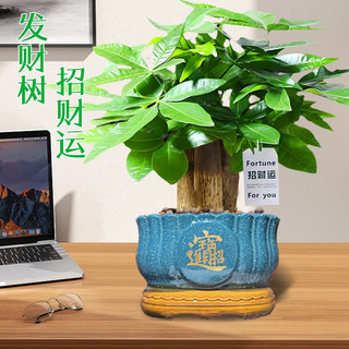 阳净【陶瓷盆】发财树盆栽他批室内植物大棵客厅招财植物前台绿植乔迁 【5年精品】S级三杆发财树(原盆+招财吊牌)