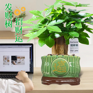 阳净【陶瓷盆】发财树盆栽他批室内植物大棵客厅招财植物前台绿植乔迁 【5年精品】S级三杆发财树(原盆+招财吊牌)