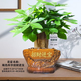 阳净【陶瓷盆】发财树盆栽他批室内植物大棵客厅招财植物前台绿植乔迁 【5年精品】S级三杆发财树(原盆+招财吊牌)