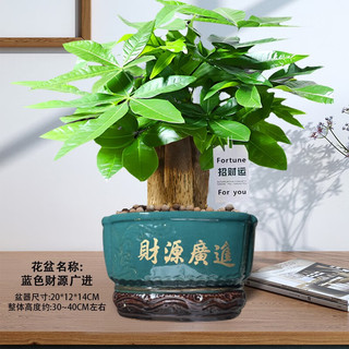 阳净【陶瓷盆】发财树盆栽他批室内植物大棵客厅招财植物前台绿植乔迁 【5年精品】S级三杆发财树(原盆+招财吊牌)