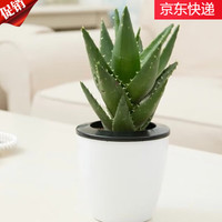 急兔 芦荟盆栽室内外多肉植物新鲜植物不夜城芦荟含吸水盆源头直发