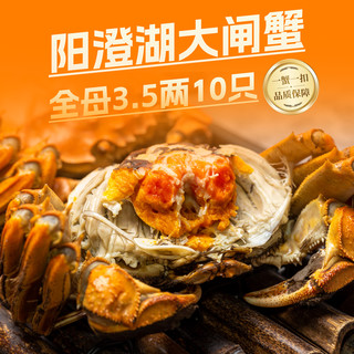 活蟹阳澄湖大闸蟹全母蟹3.5两新鲜特大鲜活螃蟹官方旗舰店礼盒装