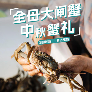 活蟹阳澄湖大闸蟹全母蟹3.5两新鲜特大鲜活螃蟹官方旗舰店礼盒装